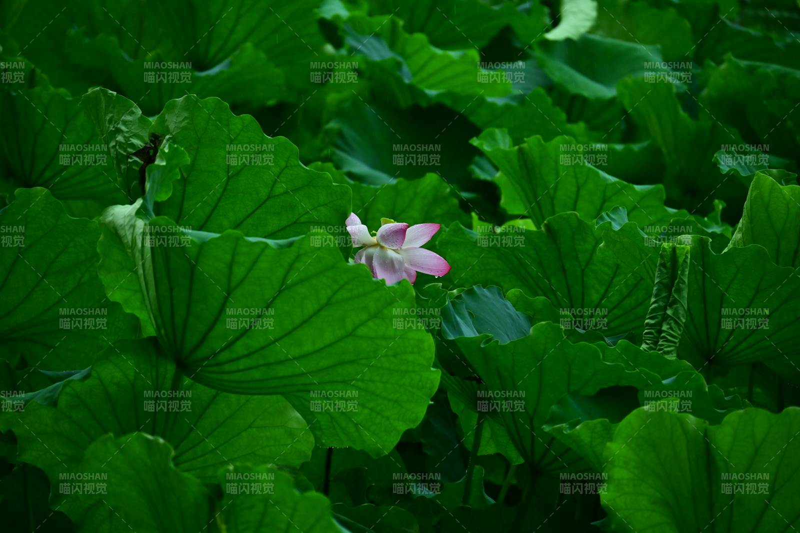 绿叶丛中一朵粉莲图片
