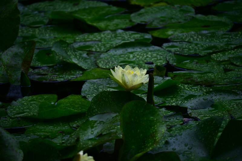 池塘中的黄色睡莲图片