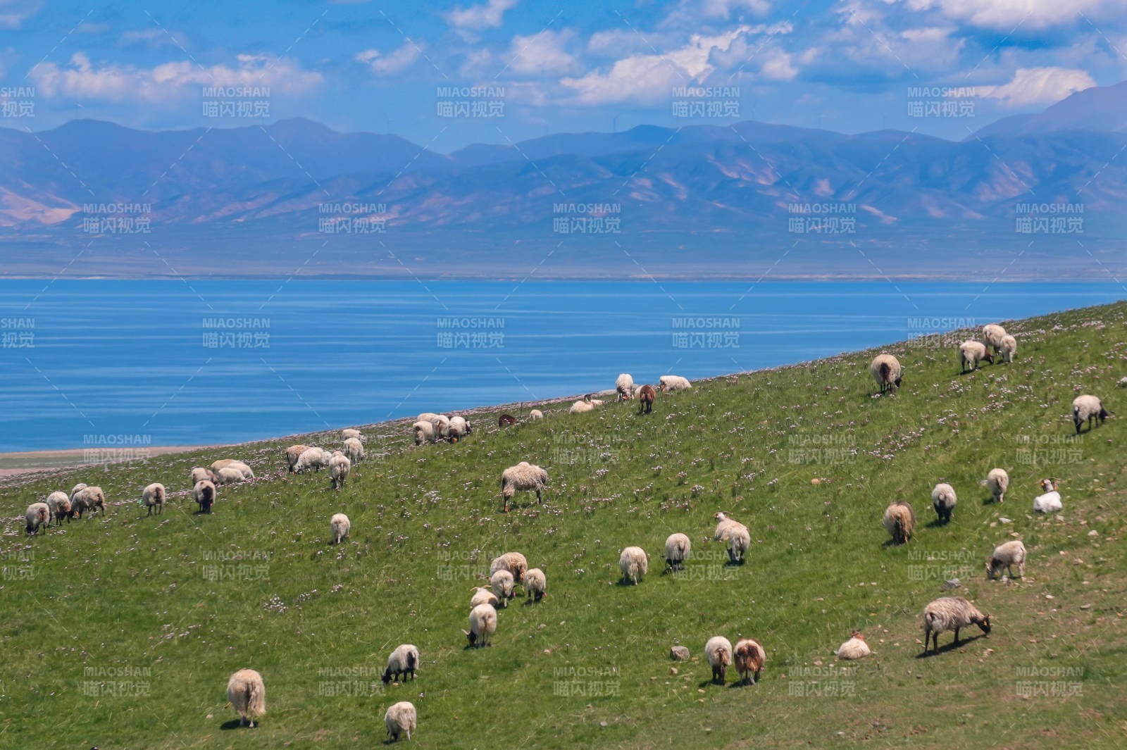 湖畔草原羊群悠闲觅食图片