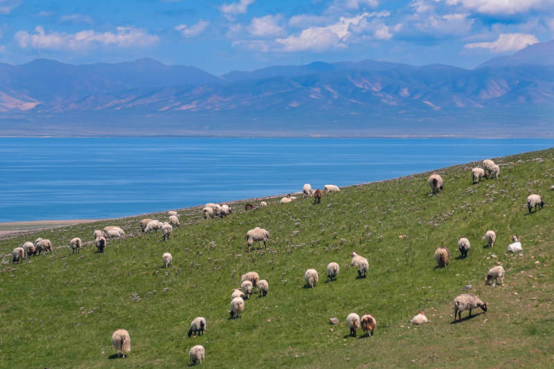 湖畔草原羊群悠闲觅食图片