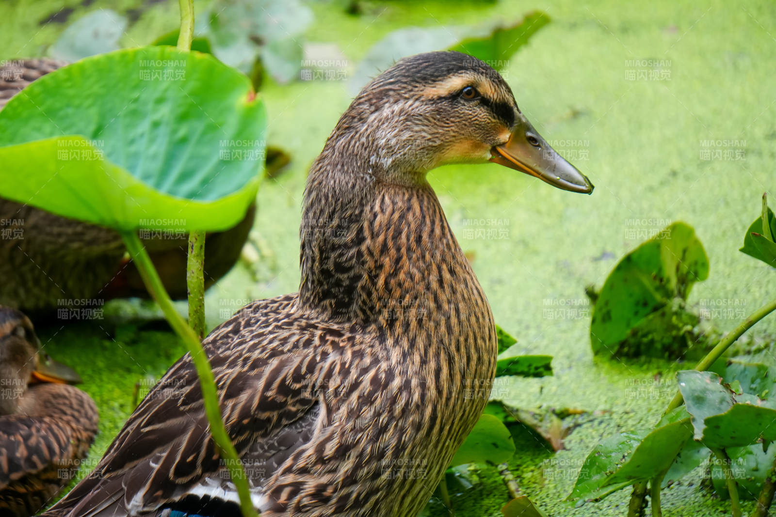 池塘中的鸭子图片