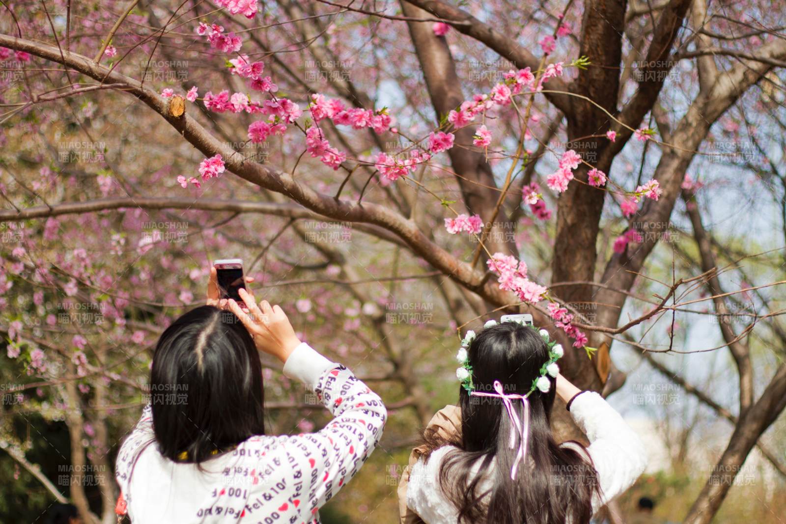 樱花树下拍照的少女们图片