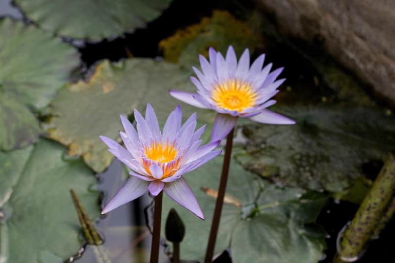 池塘中的两朵紫色莲花图片