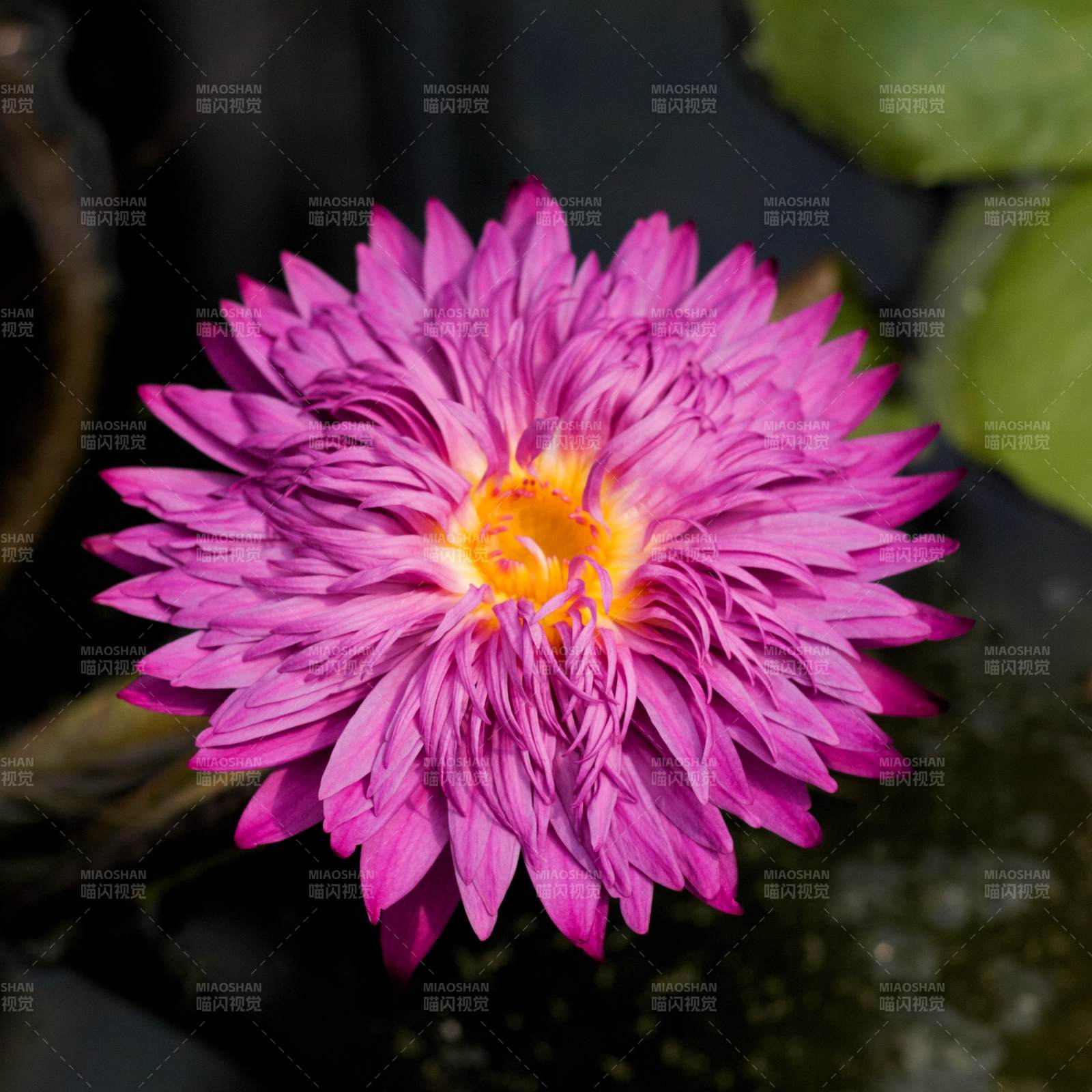 粉色莲花绽放水中图片