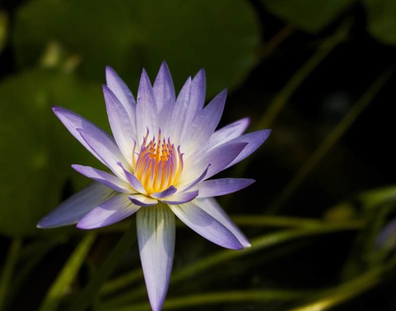 紫色莲花绽放水中图片