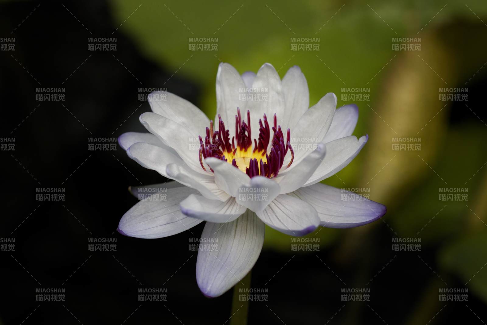 洁白莲花静谧绽放图片