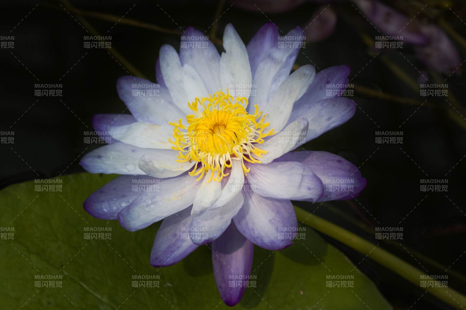 紫色睡莲绽放水中图片