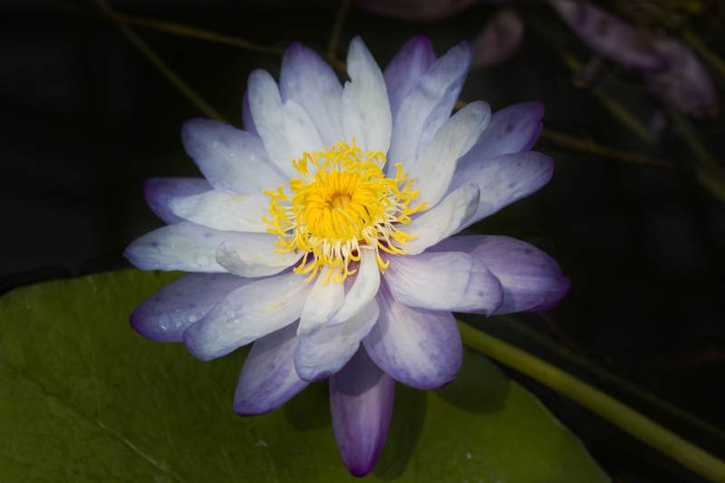 紫色睡莲绽放水中图片