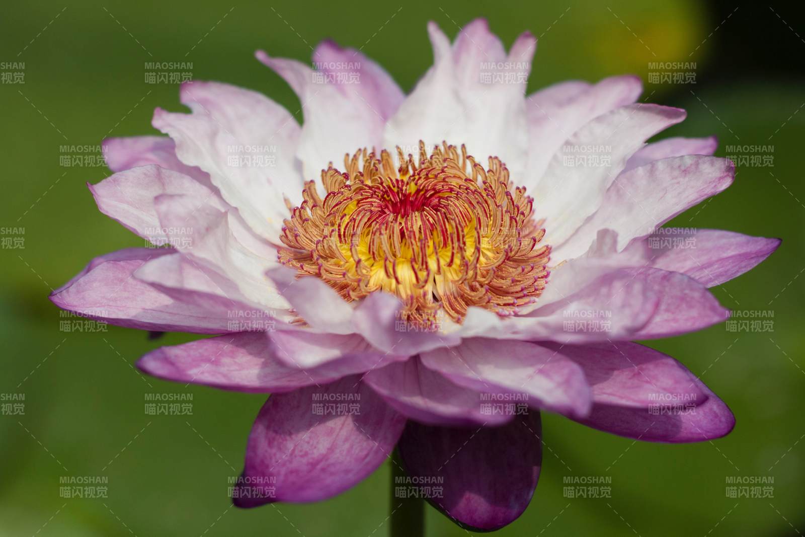 粉色莲花绽放之美图片