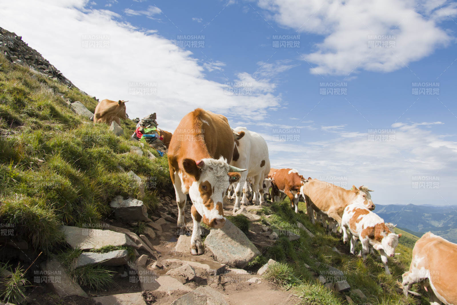五台山山间牛群漫步图图片