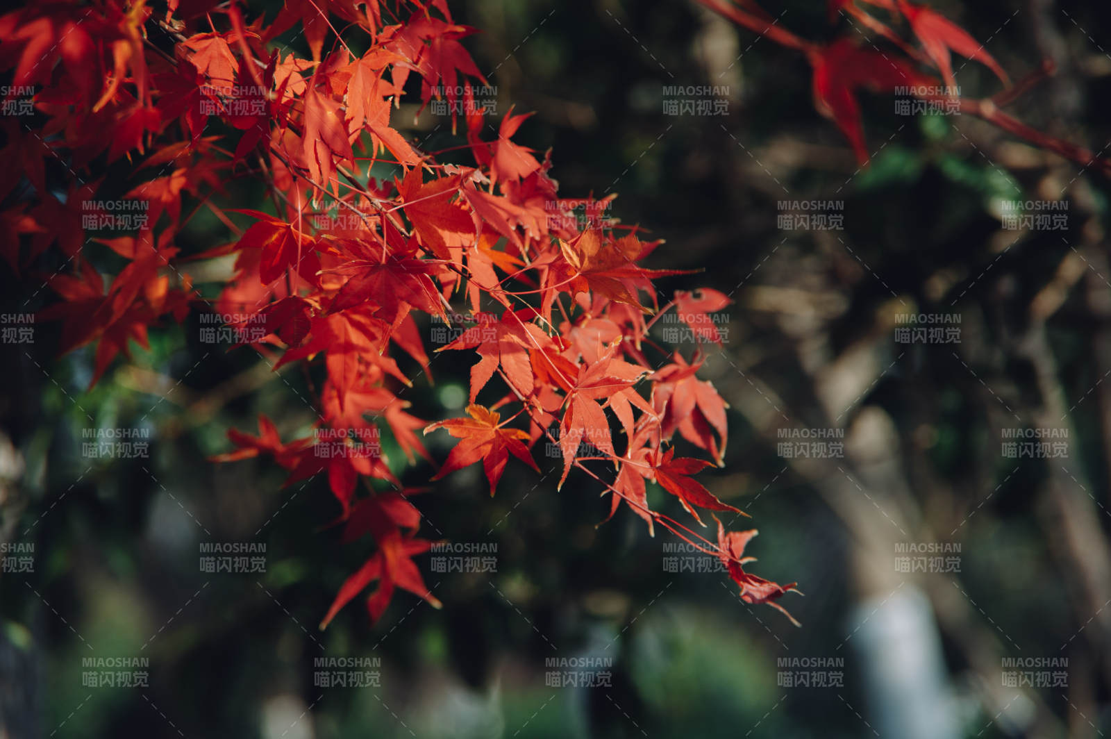 秋日红叶映枝头图片