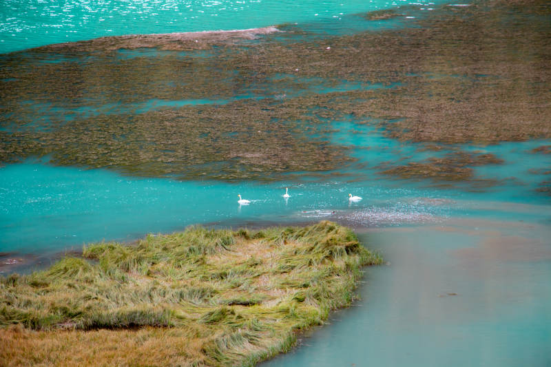 喀纳斯卧龙湾天鹅与绿洲倒影图片