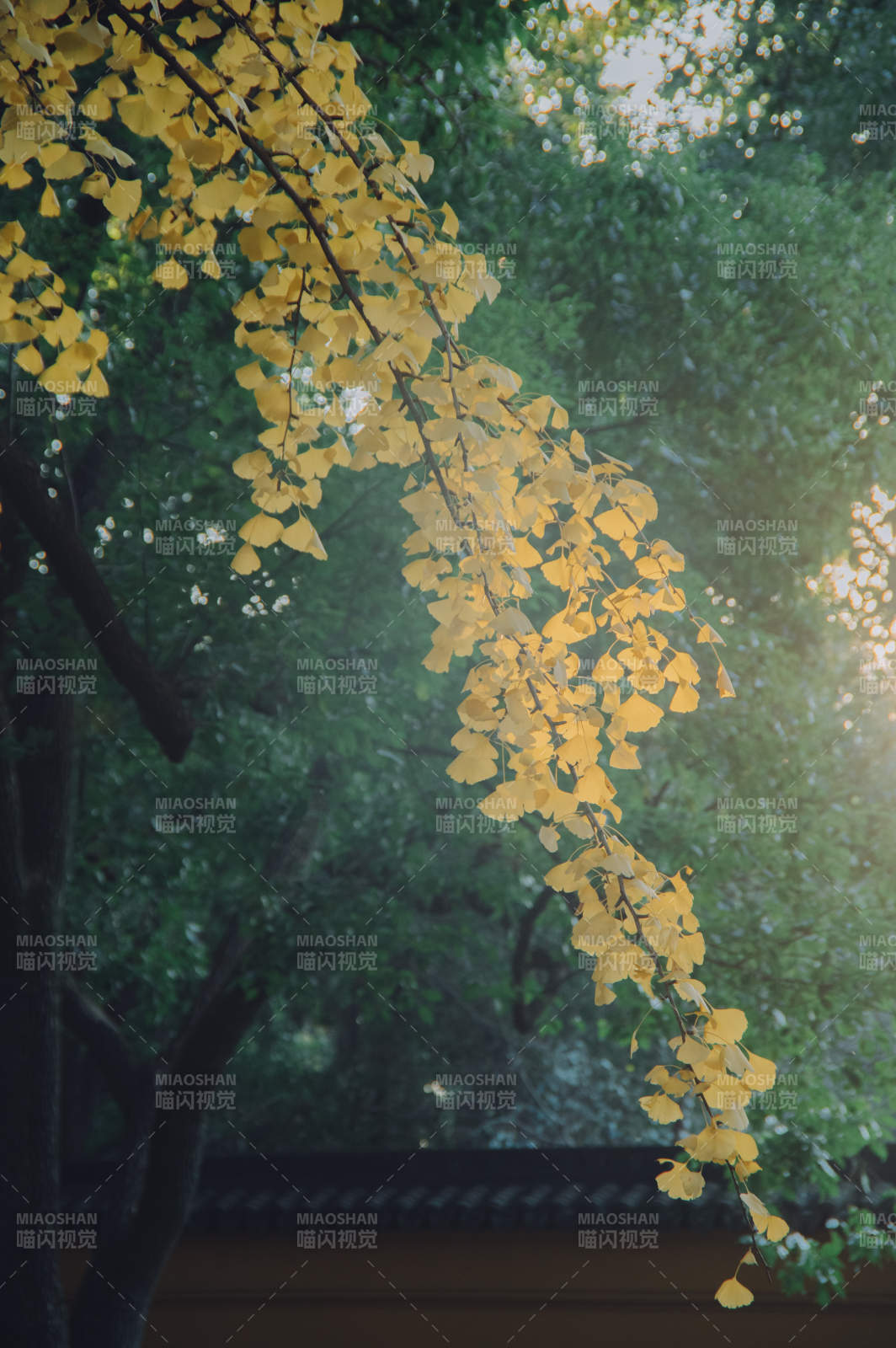 秋日银杏 金叶映光图片