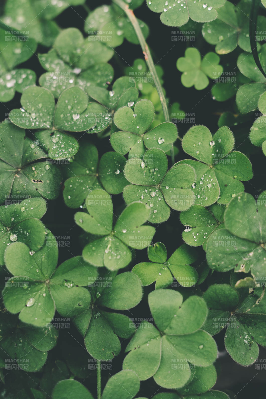 雨后四叶草的清新绿意图片