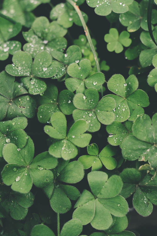 雨后四叶草的清新绿意图片