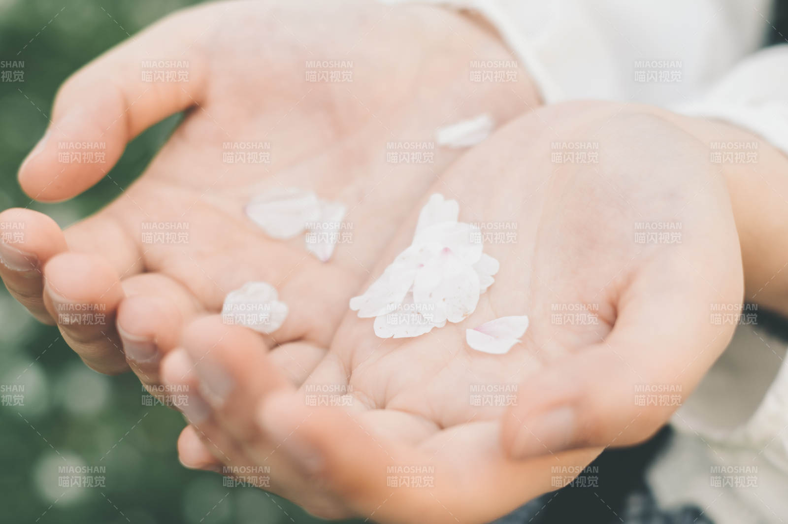 手心的花瓣碎片图片