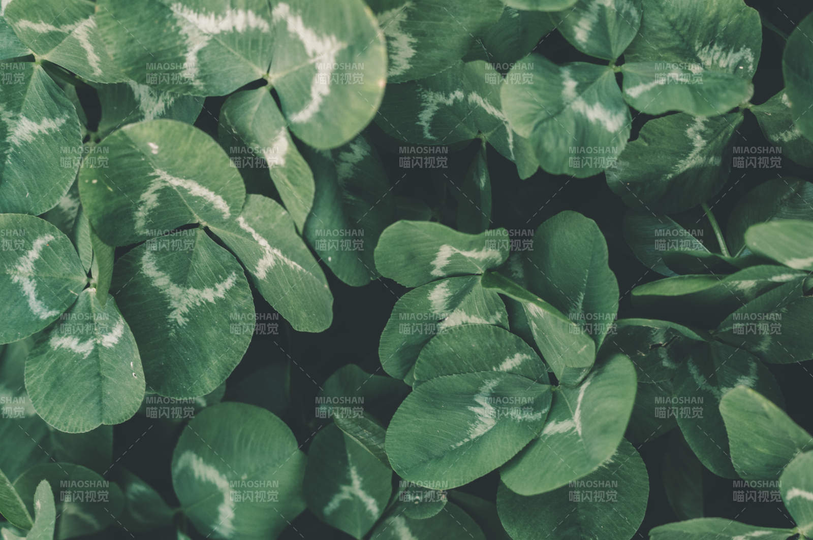 绿叶四叶草的自然之美图片