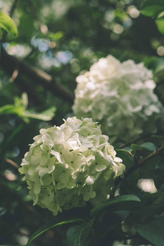 绿叶丛中的白色绣球花图片