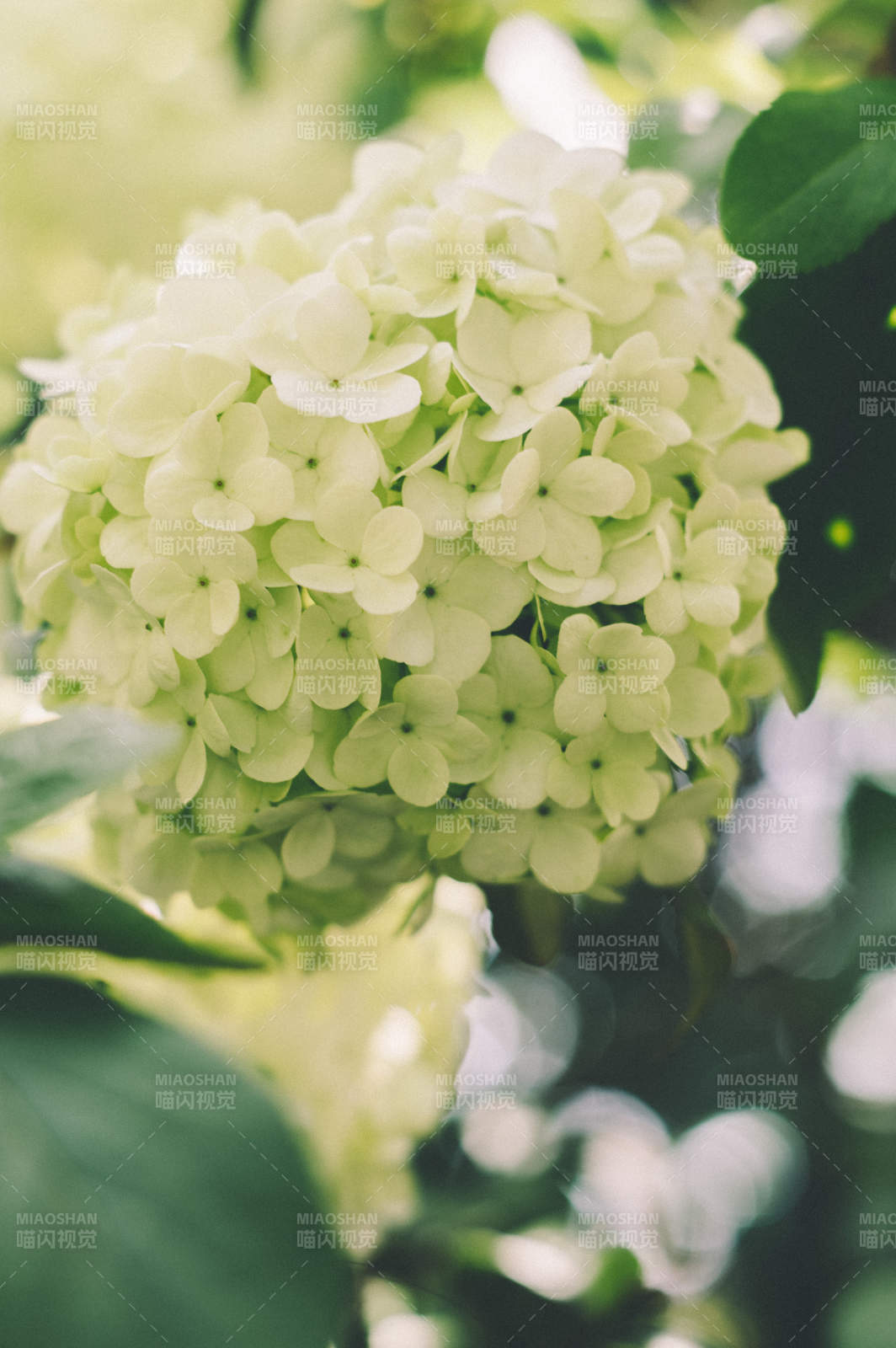 淡雅绿白绣球花图片