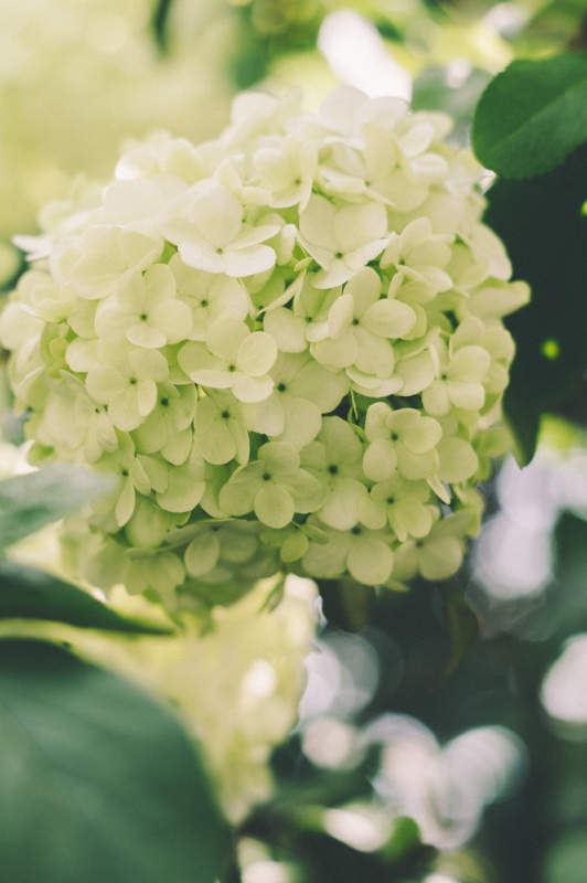 淡雅绿白绣球花图片