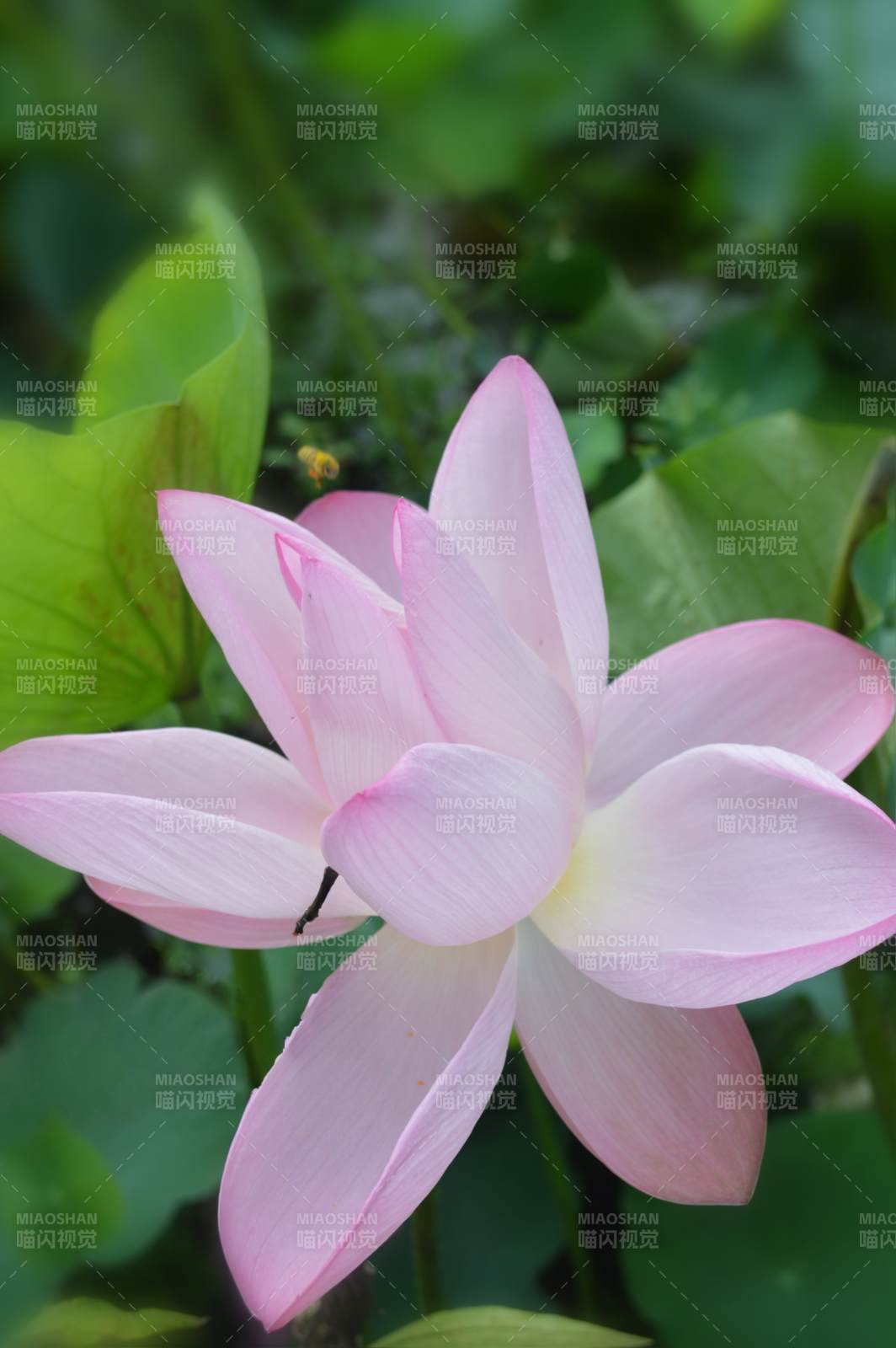 粉色莲花绽放于绿叶间图片