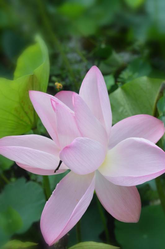 粉色莲花绽放于绿叶间图片