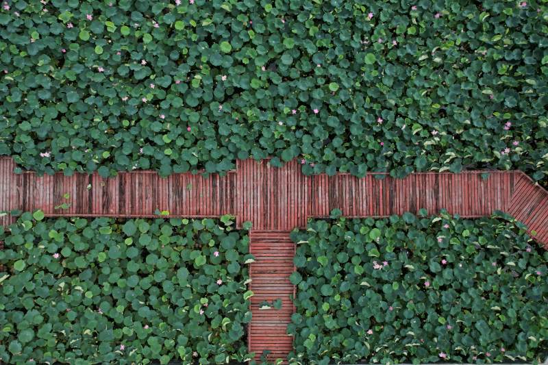 俯拍荷塘小径 绿意盎然图片