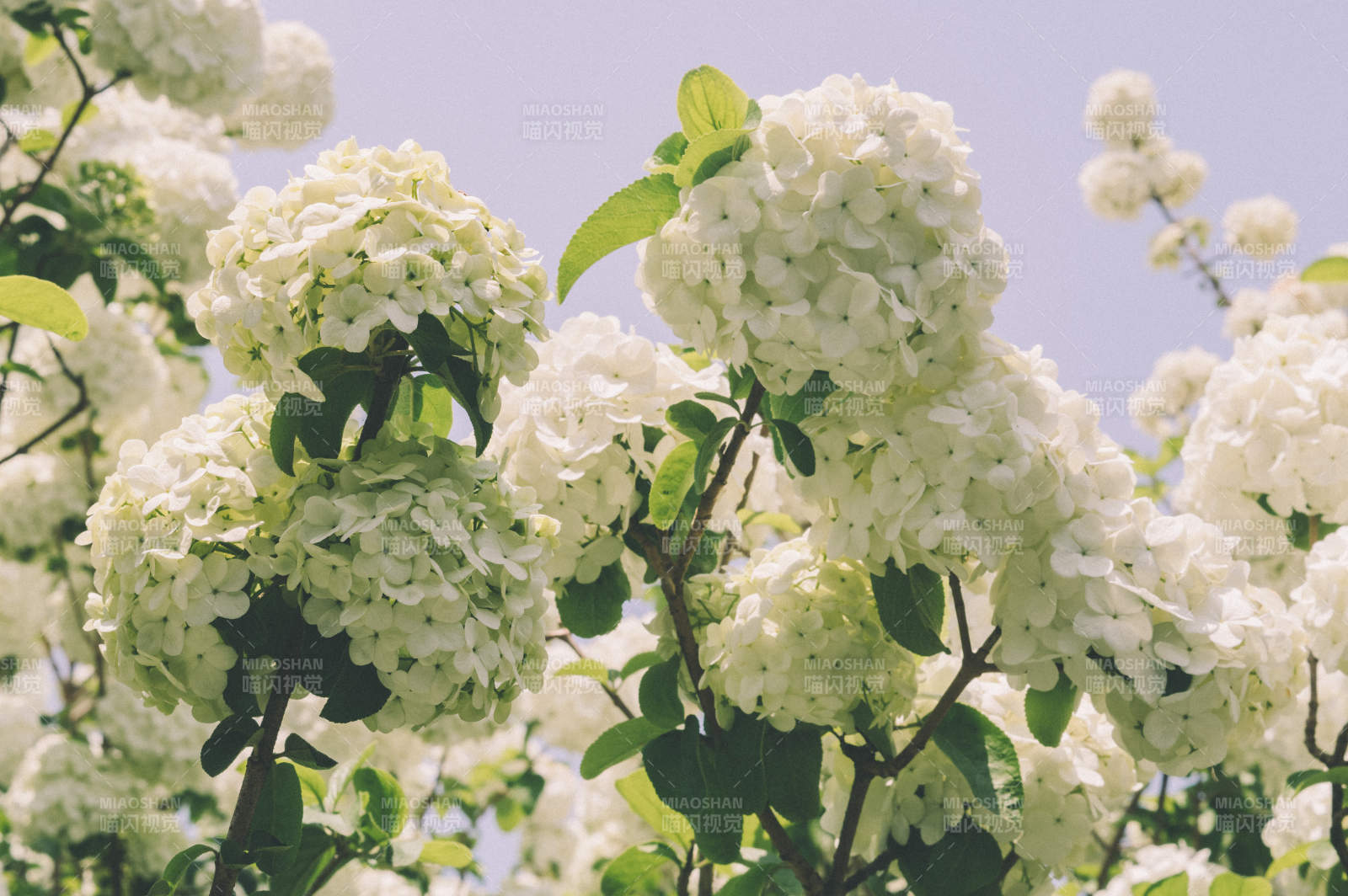 白色绣球花盛开图片