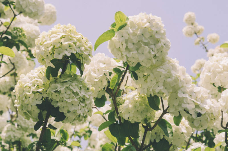 白色绣球花盛开图片