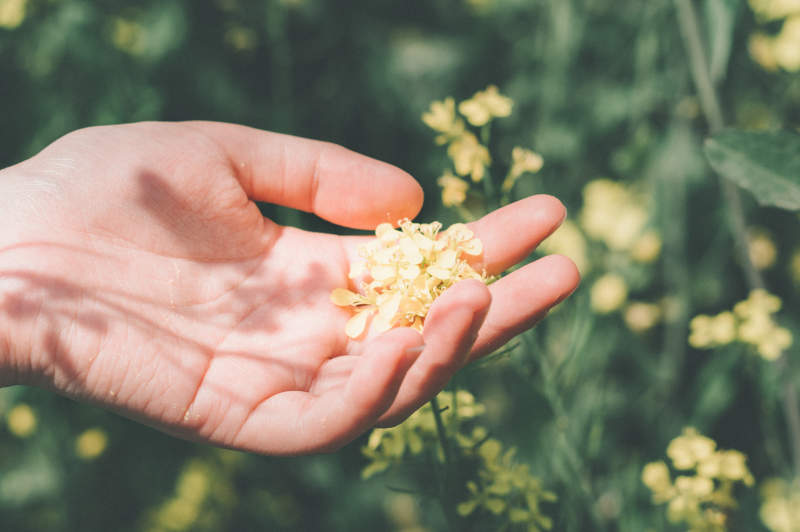 手捧花香 自然之美图片