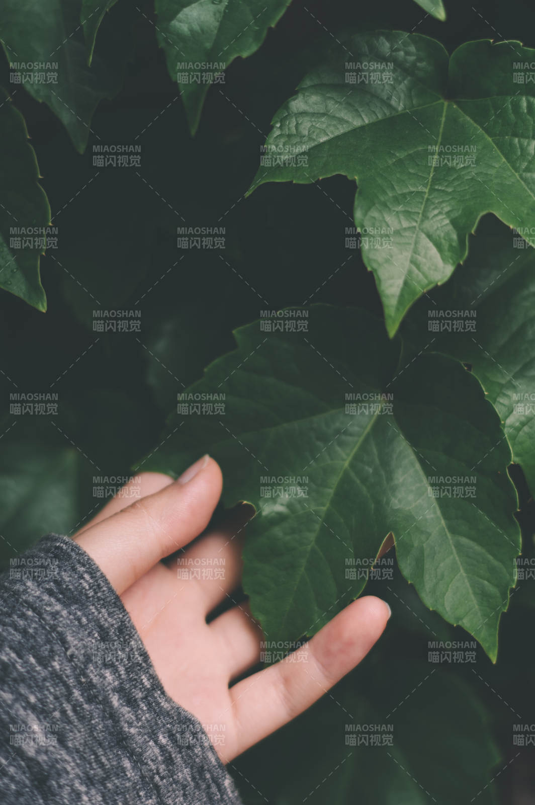 手触绿叶 自然之感图片