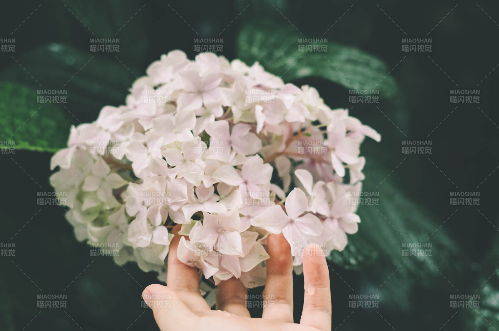 手捧淡雅绣球花图片