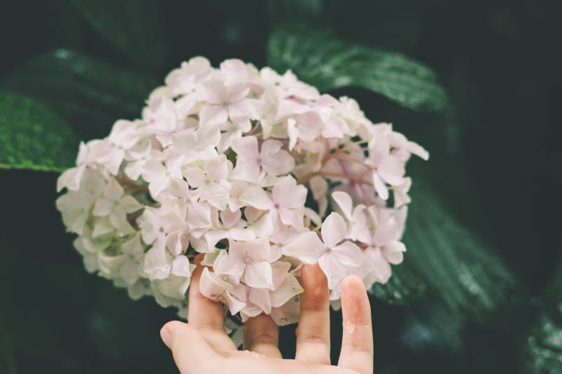 手捧淡雅绣球花图片