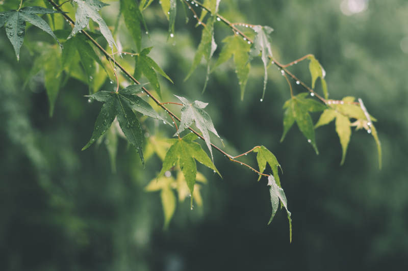 雨后绿叶清新自然景致图片