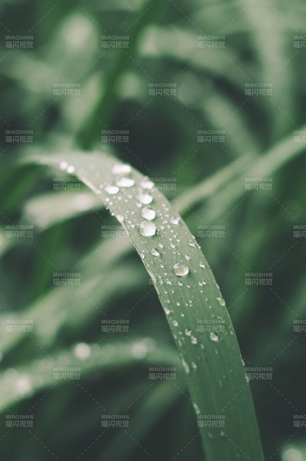 晨露滴草叶 清新自然景图片