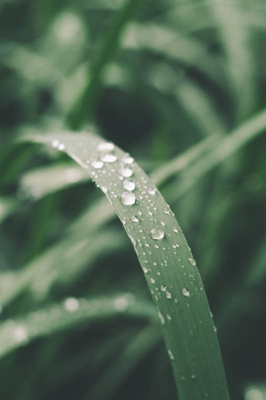 晨露滴草叶 清新自然景图片