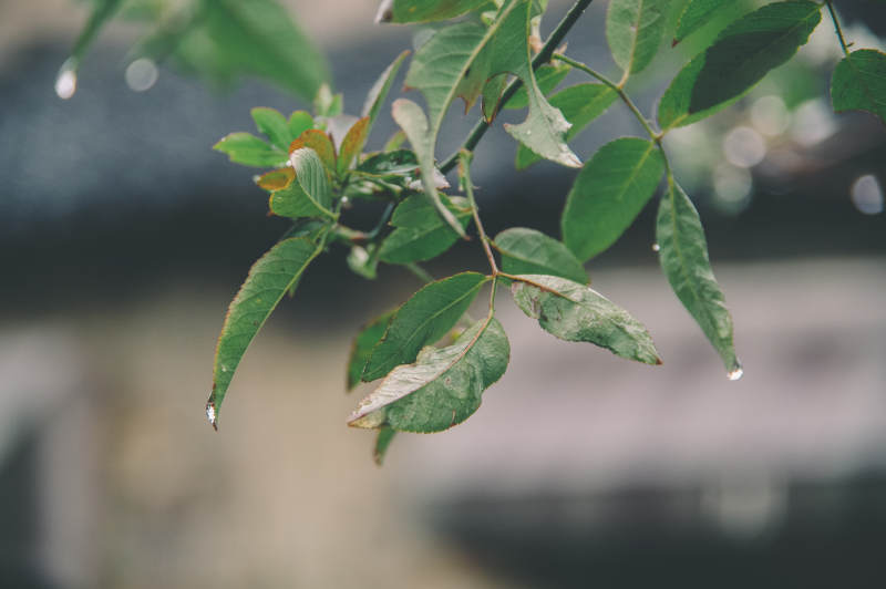 雨后绿叶上的水珠图片