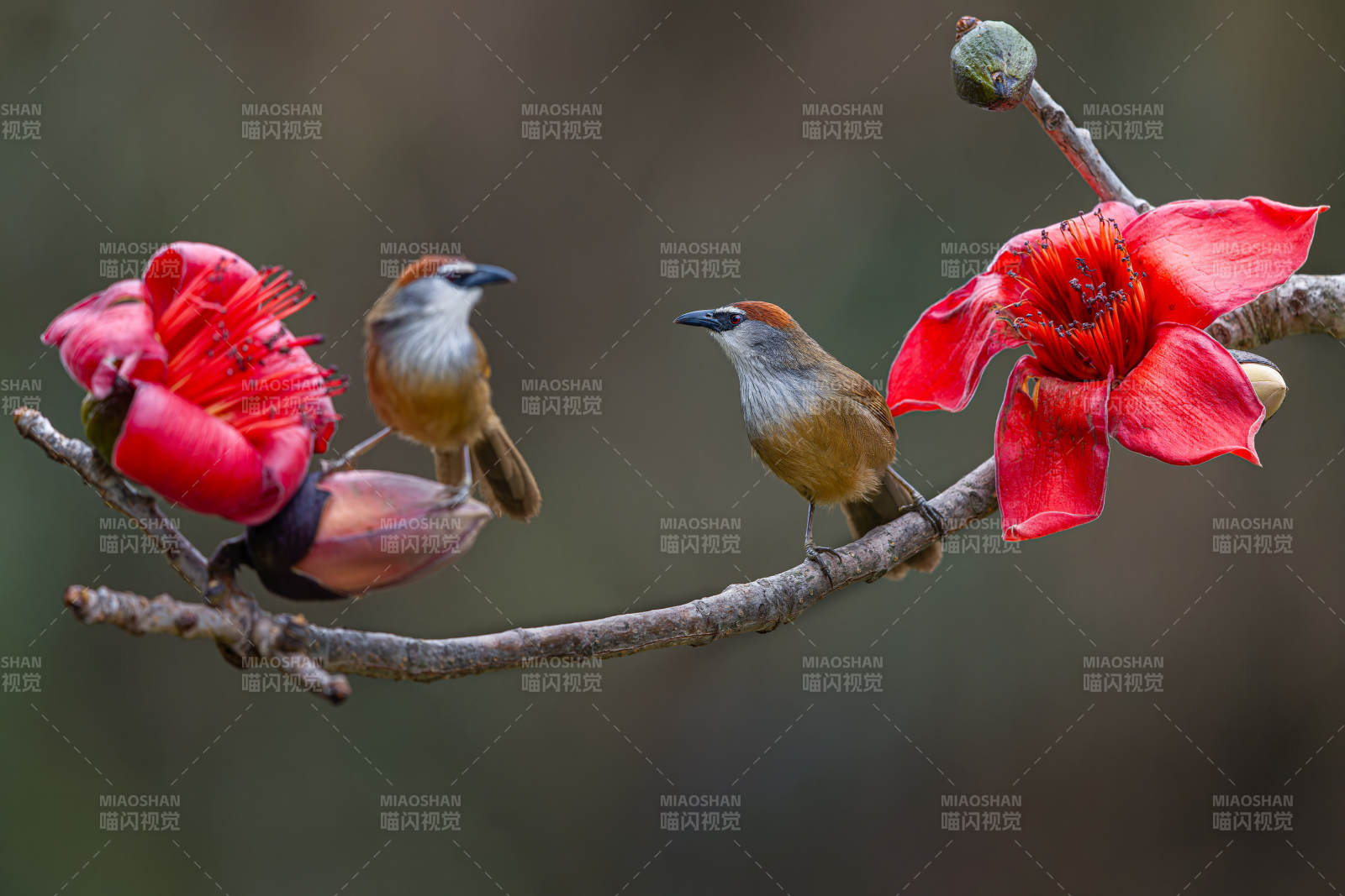 双鸟栖枝赏红花，广西弄岗，红顶鹛图片