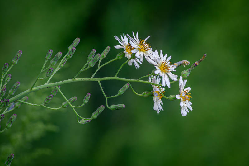 野菊绽放 绿意盎然图片