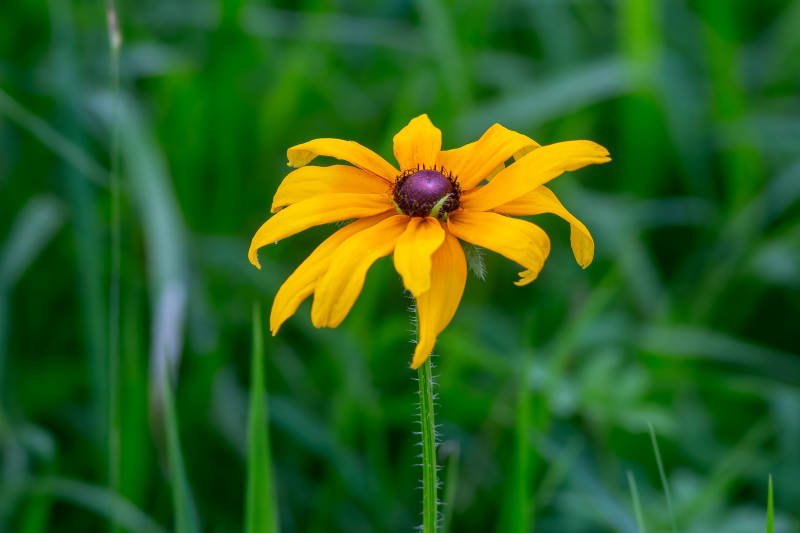 夏日黄花 绿草相伴图片