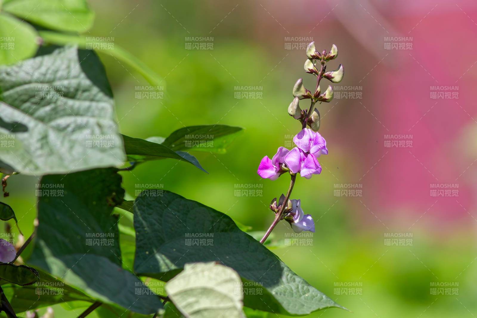紫花豆荚 绿叶相伴图片