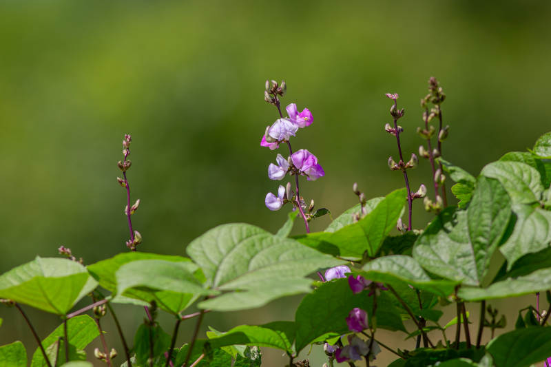 紫色扁豆花与绿叶相映成趣图片