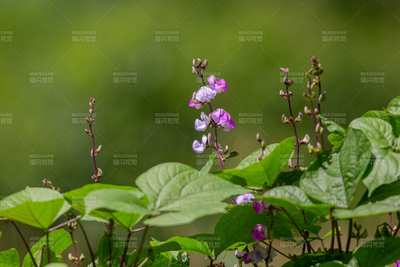 紫色扁豆花与绿叶相映成趣图片