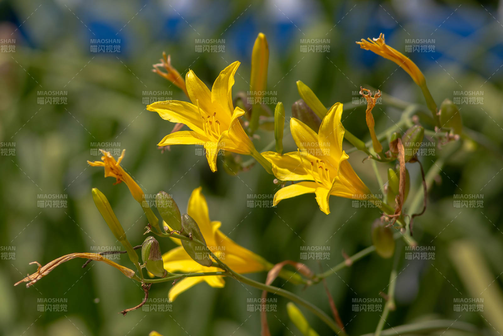 夏日萱草绽放美景图片