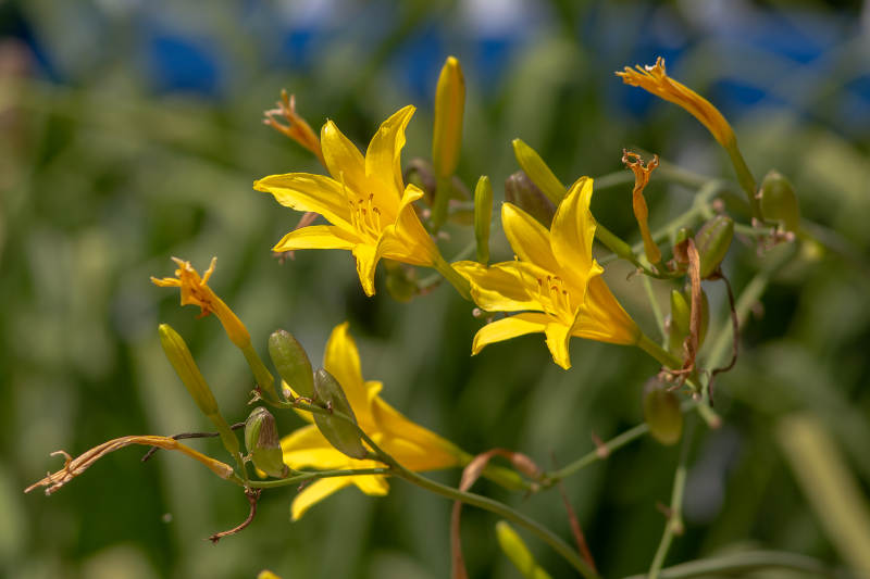 夏日萱草绽放美景图片