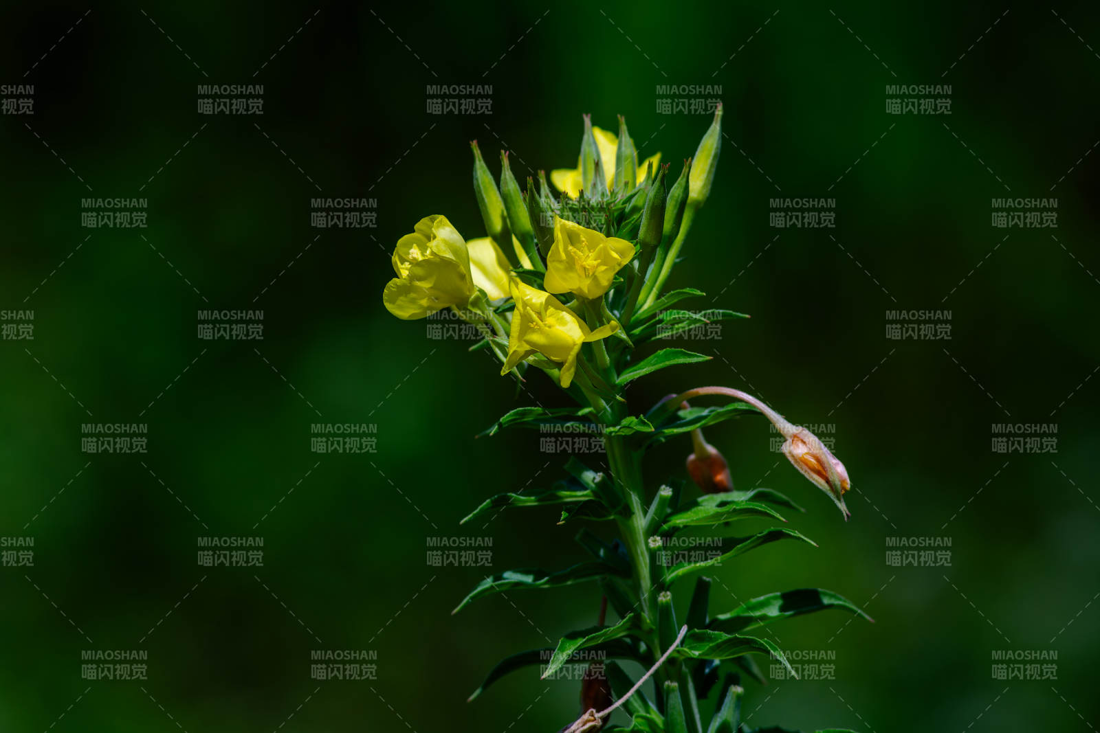 月见草在风中摇曳图片