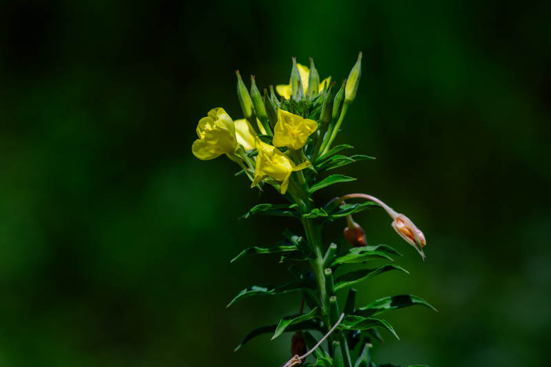 月见草在风中摇曳图片