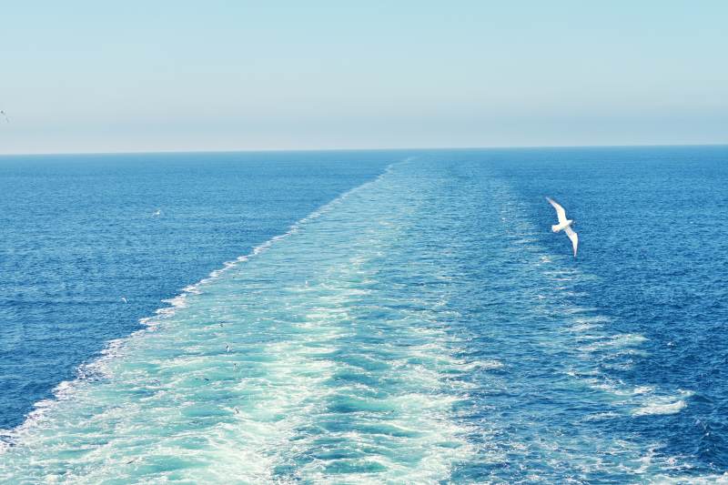 大连烟台轮渡与海鸥的邂逅图片