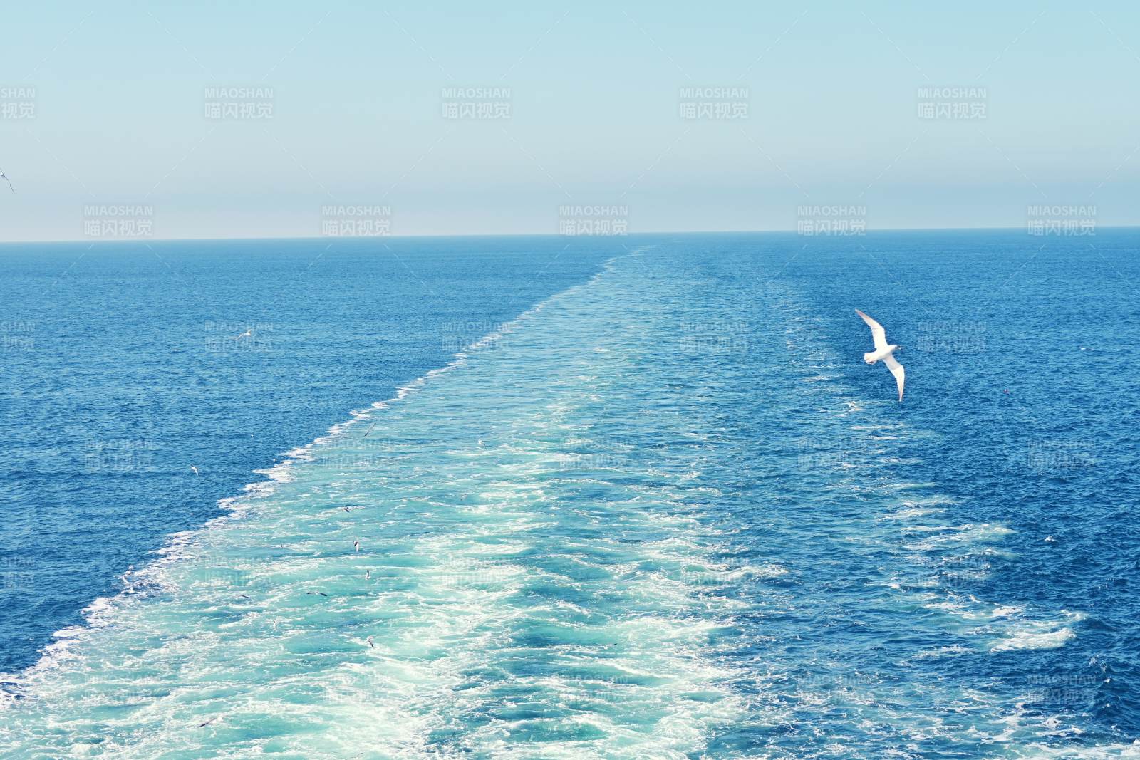 大连烟台轮渡与海鸥的邂逅图片