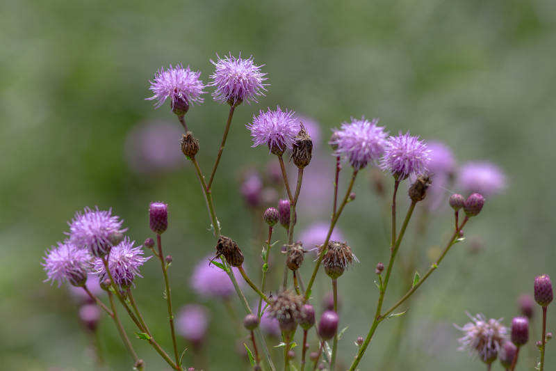 紫色野蓟绽放于绿丛中图片